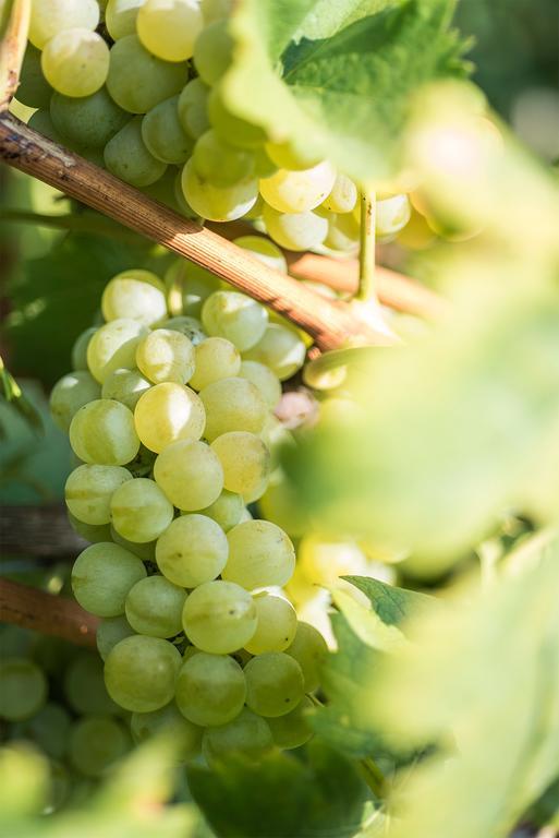 Agriturismo Albarossa Nizza Monferrato Luaran gambar
