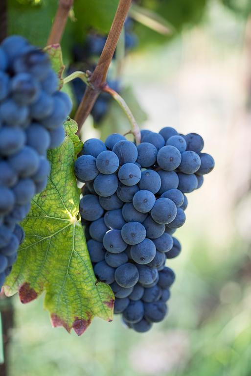 Agriturismo Albarossa Nizza Monferrato Luaran gambar
