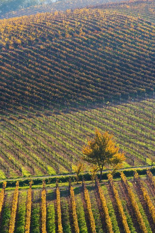 Agriturismo Albarossa Nizza Monferrato Luaran gambar