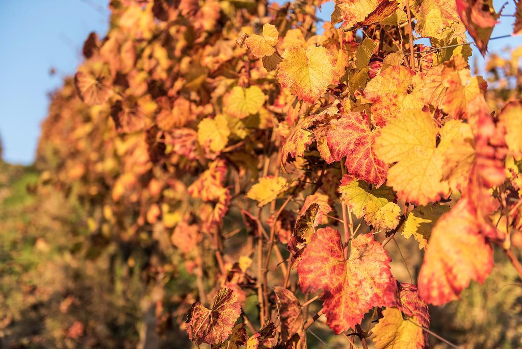 Agriturismo Albarossa Nizza Monferrato Luaran gambar